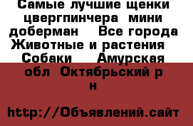 Самые лучшие щенки цвергпинчера (мини доберман) - Все города Животные и растения » Собаки   . Амурская обл.,Октябрьский р-н